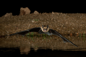 bat